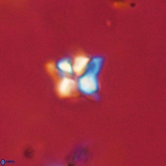 Micula decussata VR 22739