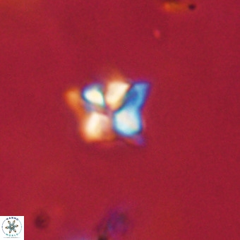 Micula decussata VR 22739