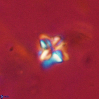 Micula decussata VR 22730