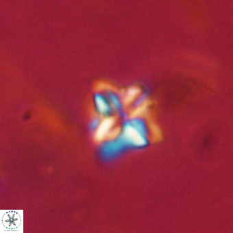 Micula decussata VR 22730