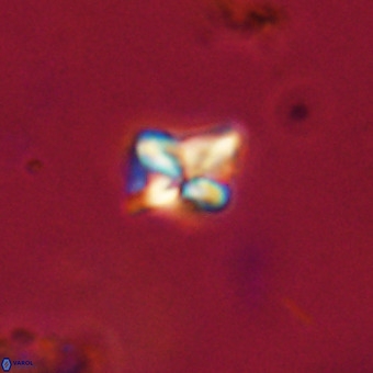 Micula decussata VR 22731