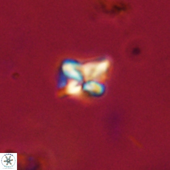 Micula decussata VR 22731