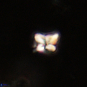 Micula decussata VR 22732