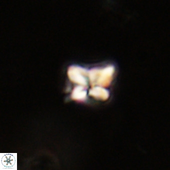 Micula decussata VR 22732