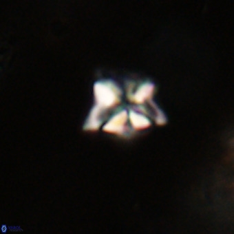 Micula decussata VR 22733