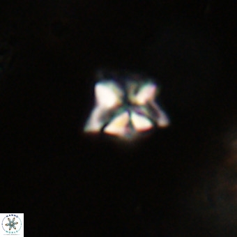 Micula decussata VR 22733