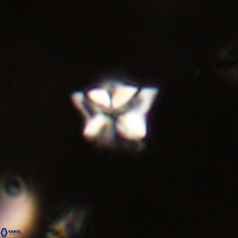 Micula decussata VR 22744
