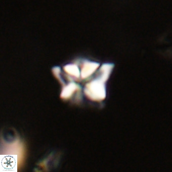 Micula decussata VR 22744