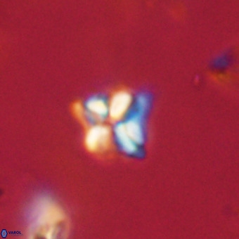 Micula decussata VR 22745