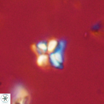 Micula decussata VR 22745