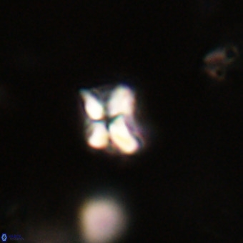Micula decussata VR 22746
