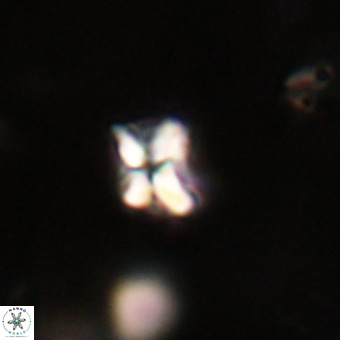 Micula decussata VR 22746