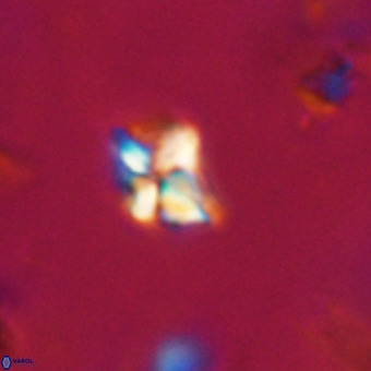 Micula decussata VR 22747