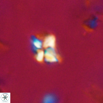Micula decussata VR 22747