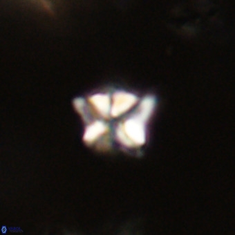 Micula decussata VR 22740