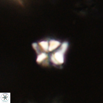 Micula decussata VR 22740