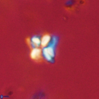 Micula decussata VR 22741