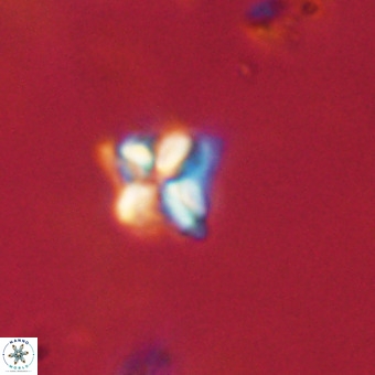 Micula decussata VR 22741