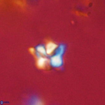 Micula decussata VR 22742