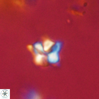 Micula decussata VR 22742