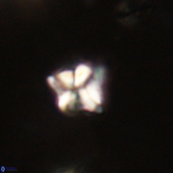 Micula decussata VR 22743