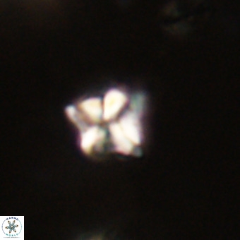 Micula decussata VR 22743
