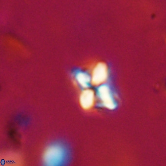 Micula decussata VR 22750