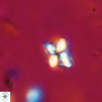 Micula decussata VR 22750
