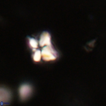Micula decussata VR 22751