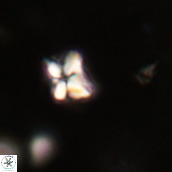 Micula decussata VR 22751
