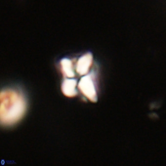 Micula decussata VR 22752