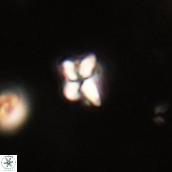 Micula decussata VR 22752