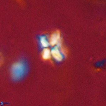 Micula decussata VR 22753