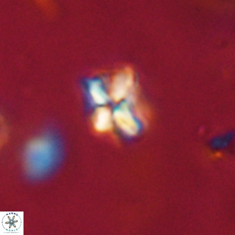 Micula decussata VR 22753