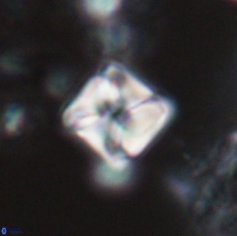 Micula decussata 15076