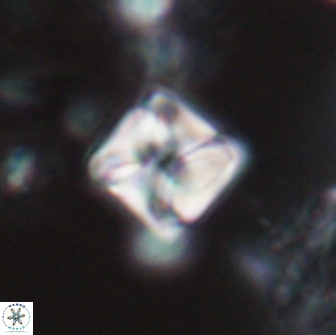 Micula decussata 15076