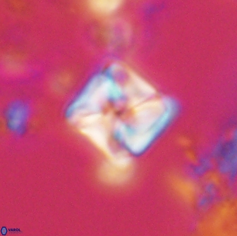 Micula decussata 15077