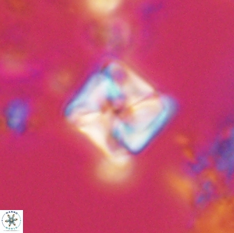 Micula decussata 15077