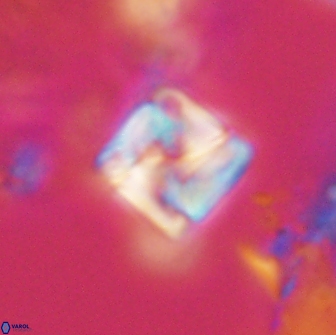 Micula decussata 15078