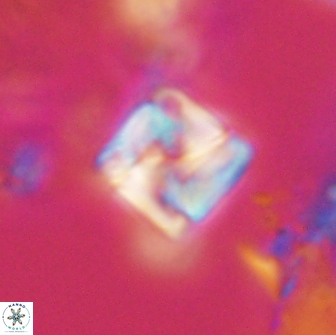 Micula decussata 15078