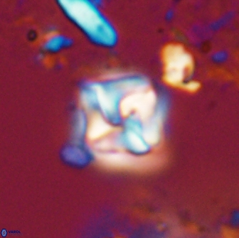 Micula decussata 15084