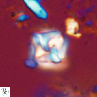 Micula decussata 15084