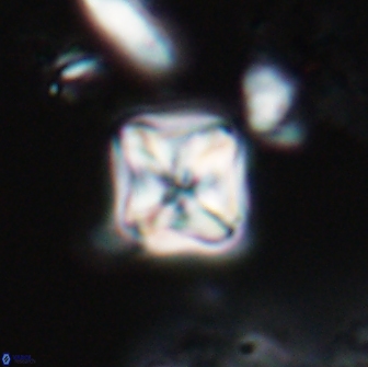 Micula decussata 15085