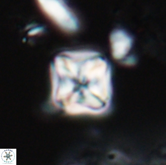 Micula decussata 15085