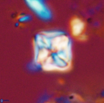 Micula decussata 15086