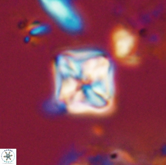 Micula decussata 15086