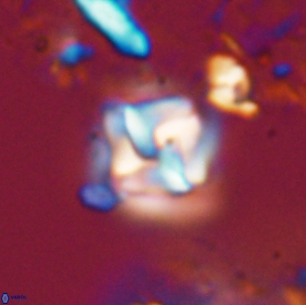 Micula decussata 15087