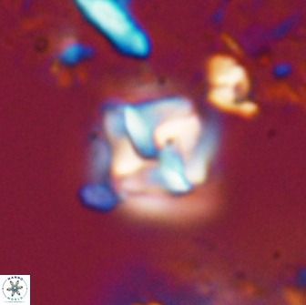 Micula decussata 15087