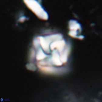 Micula decussata 15088