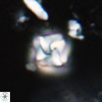 Micula decussata 15088